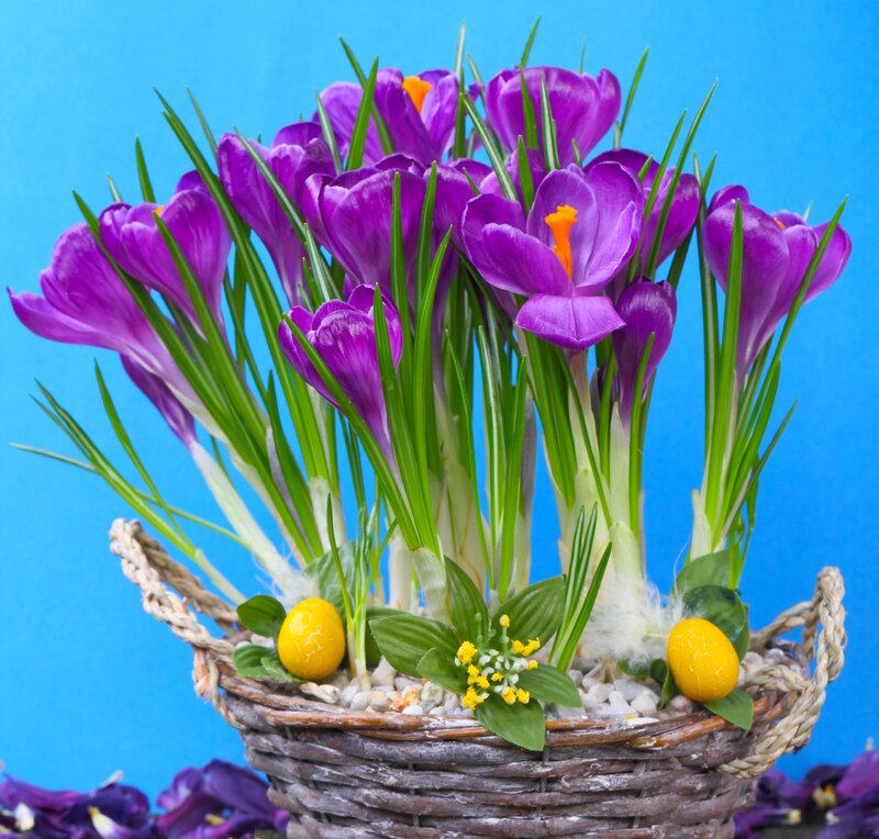 Purple Crocuses in Basket — Festive