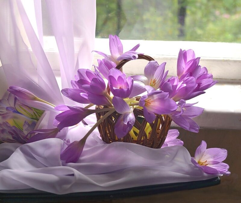 Purple Crocuses in Basket — Serene, Morning