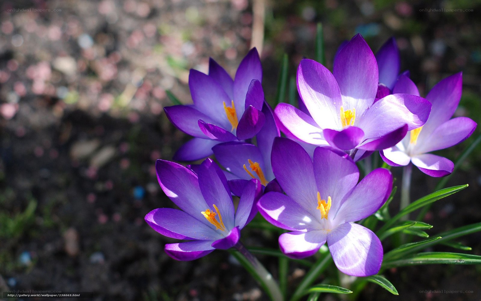 Purple crocuses in bloom