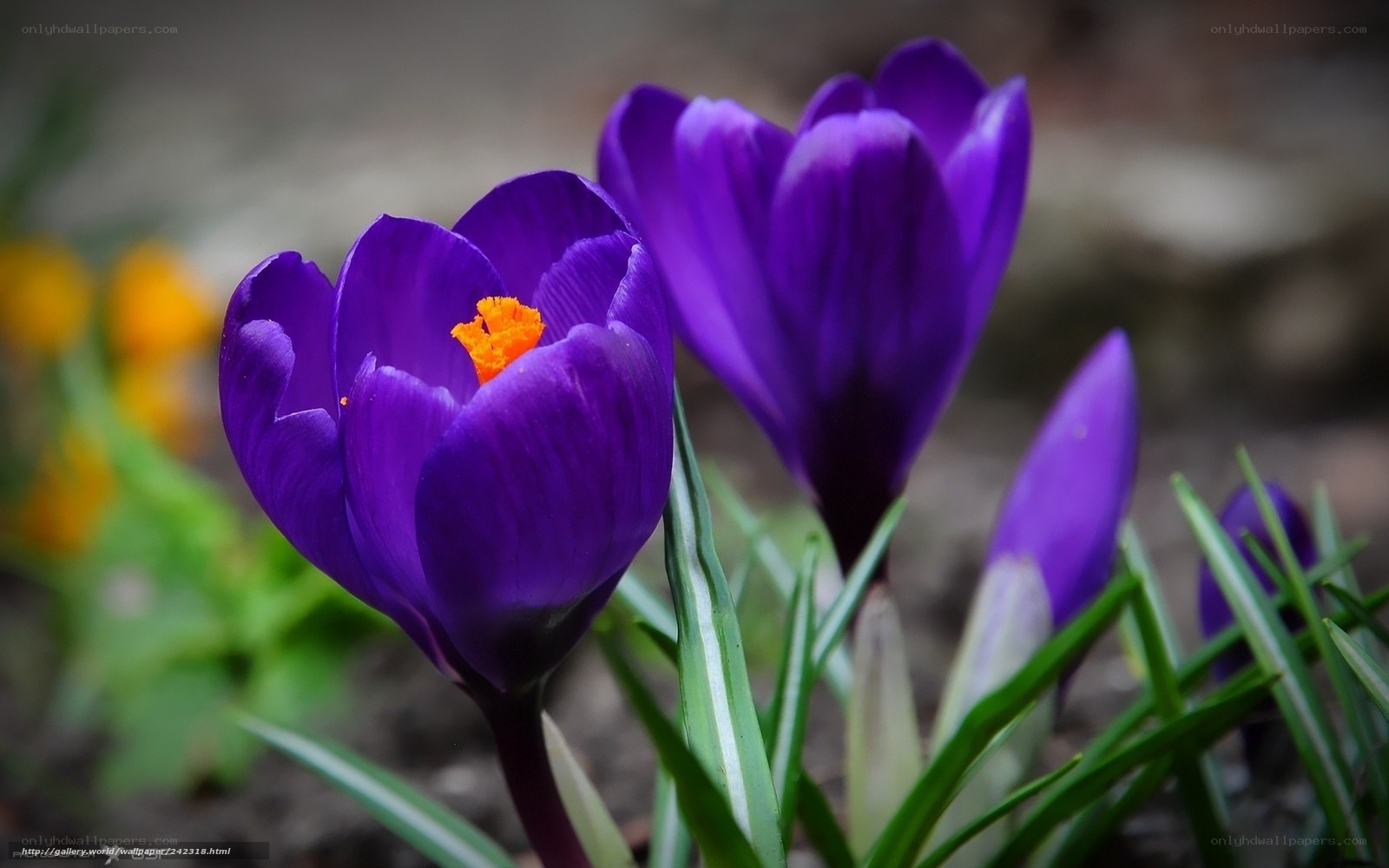 Purple crocuses in bloom