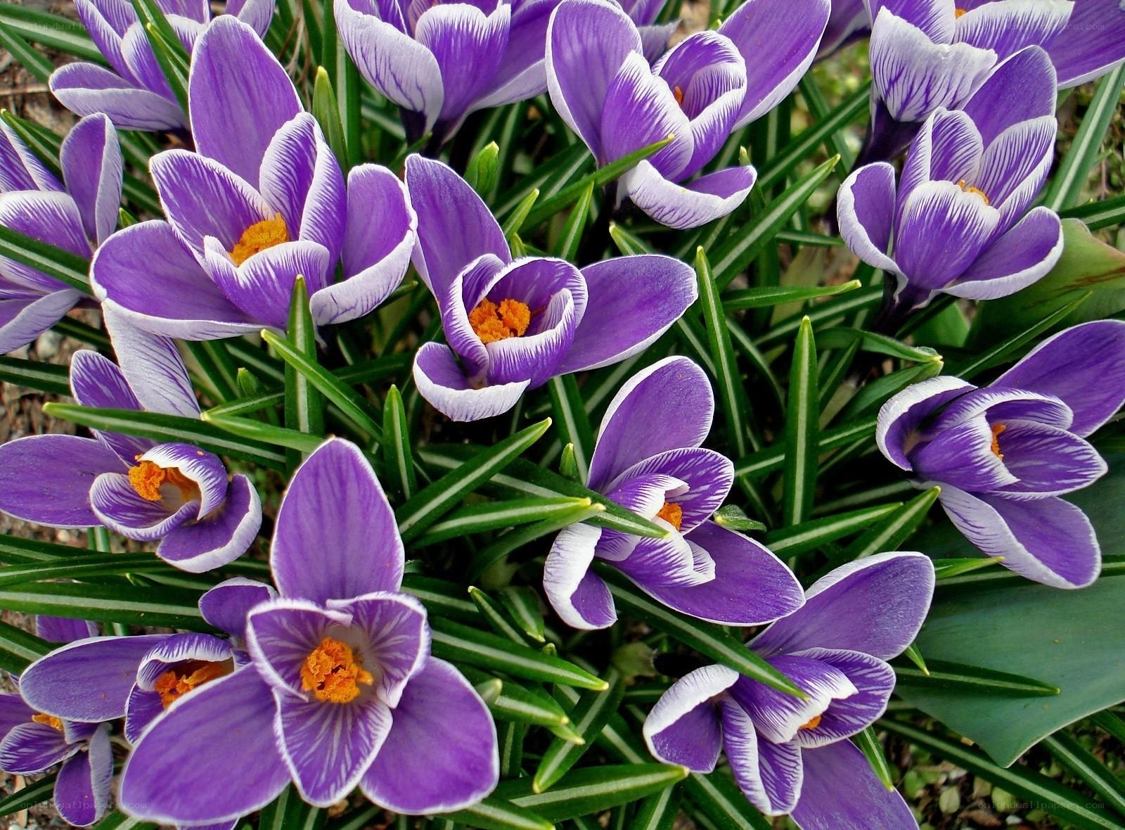 Purple crocuses in bloom