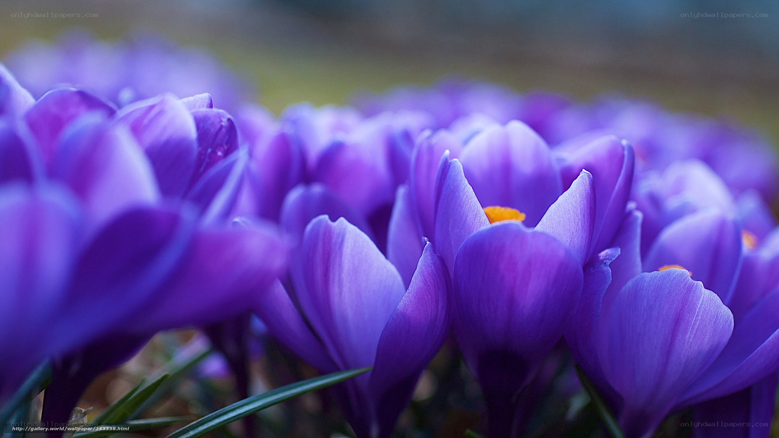 Purple crocuses in bloom