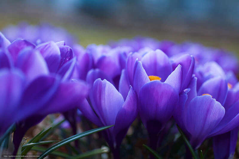 Purple crocuses in bloom