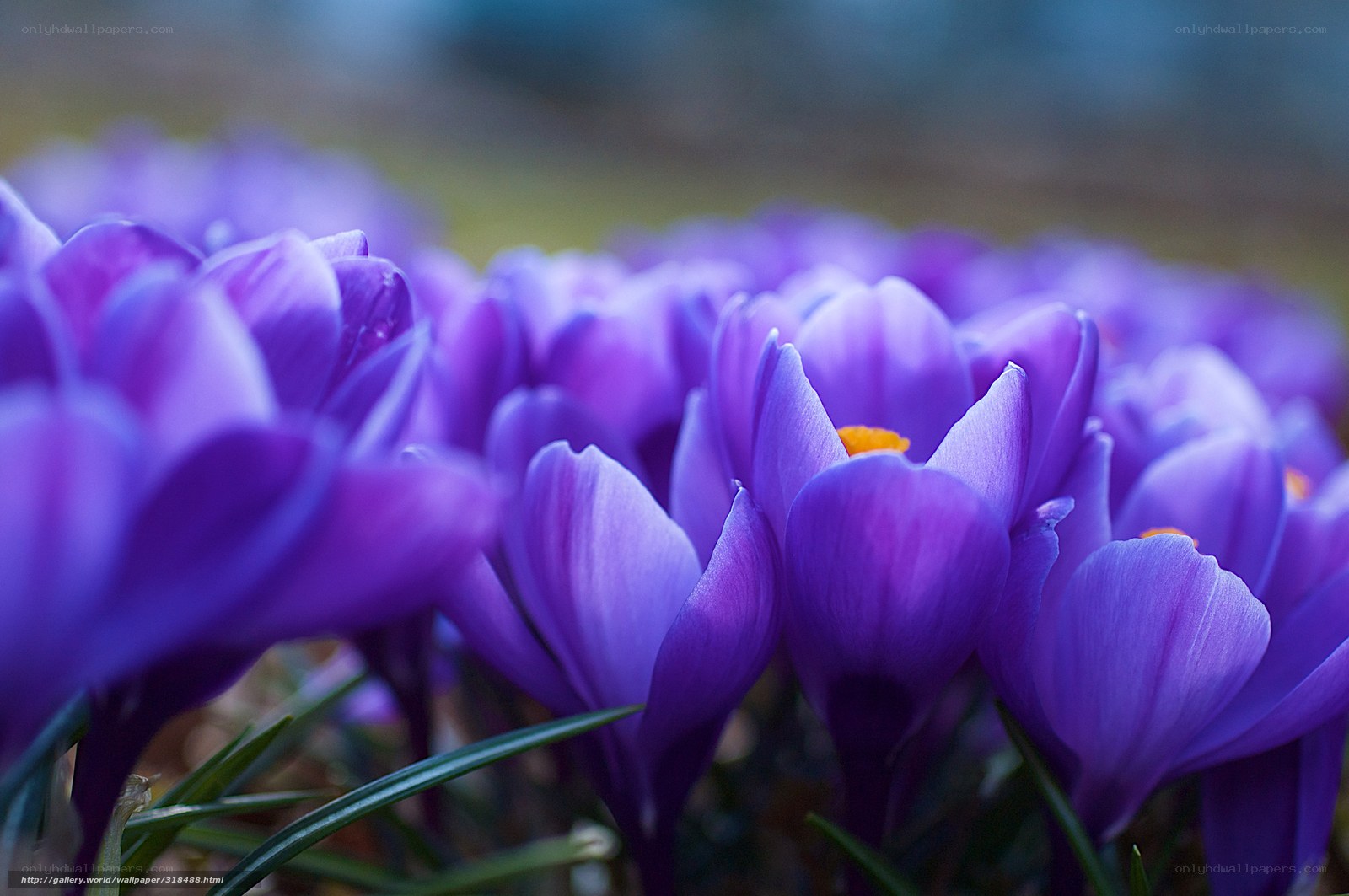 Purple crocuses in bloom