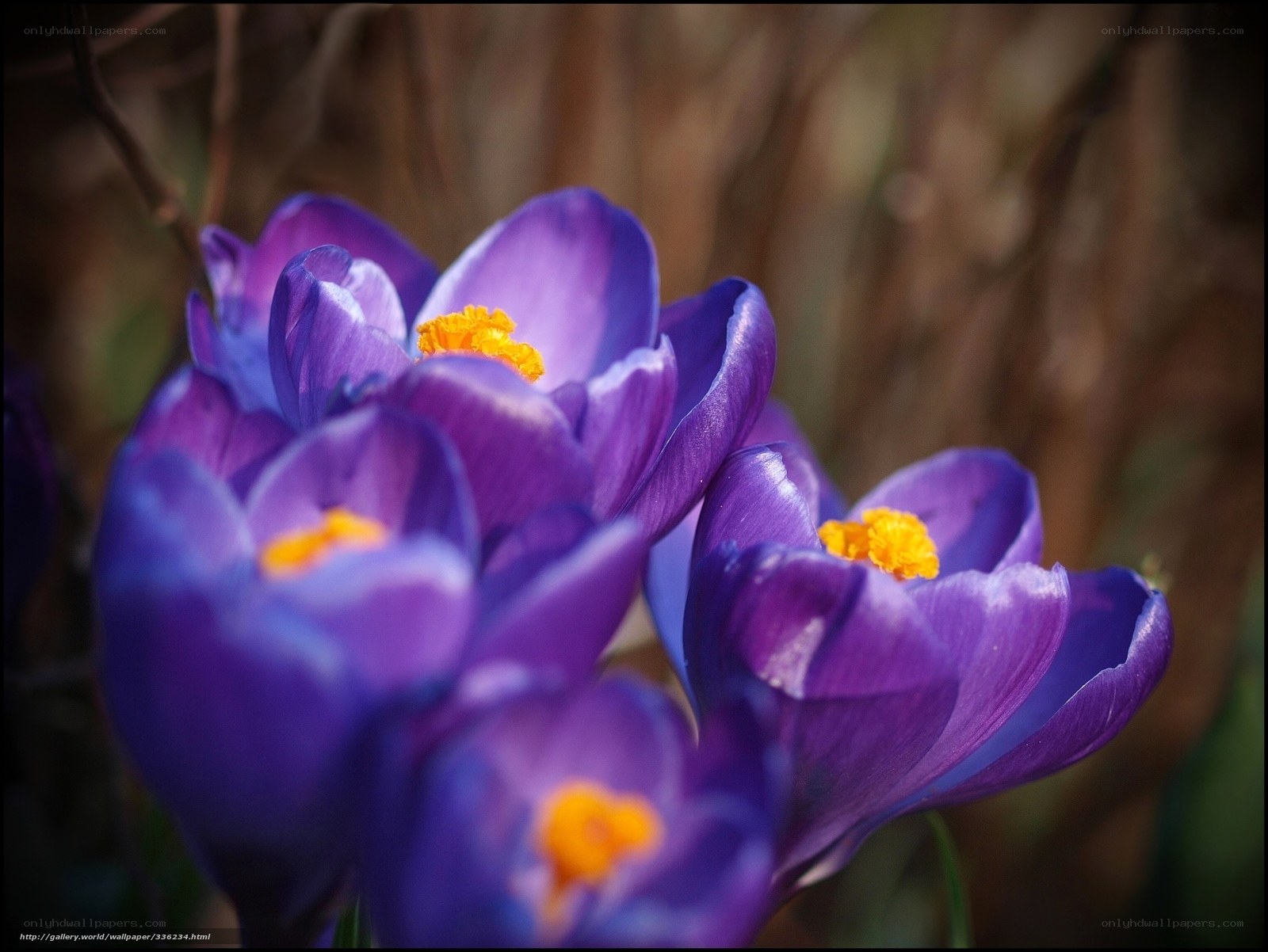 Purple crocuses in bloom