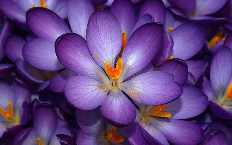 Purple crocuses in bloom