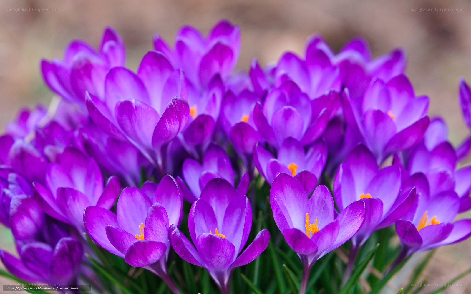 Purple crocuses in bloom
