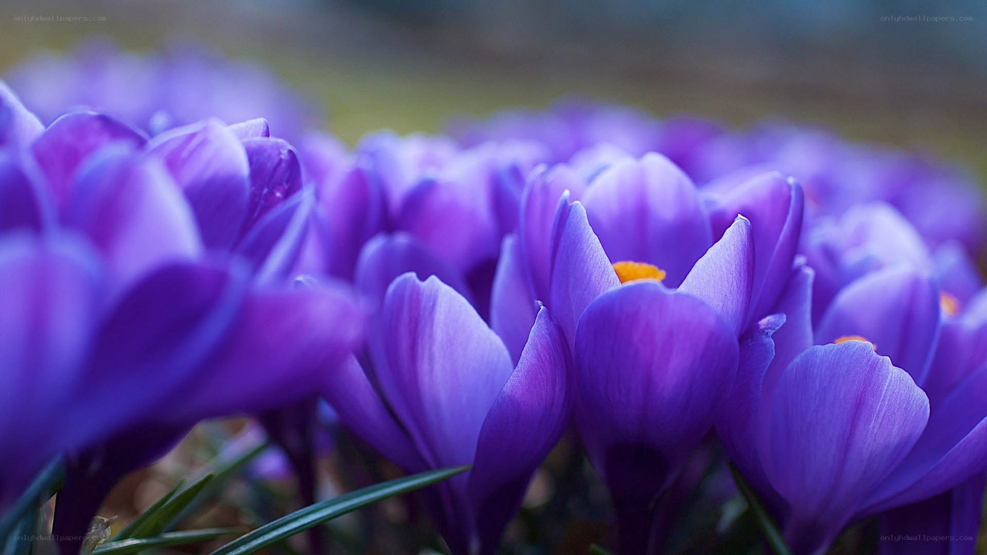 Purple crocuses in bloom