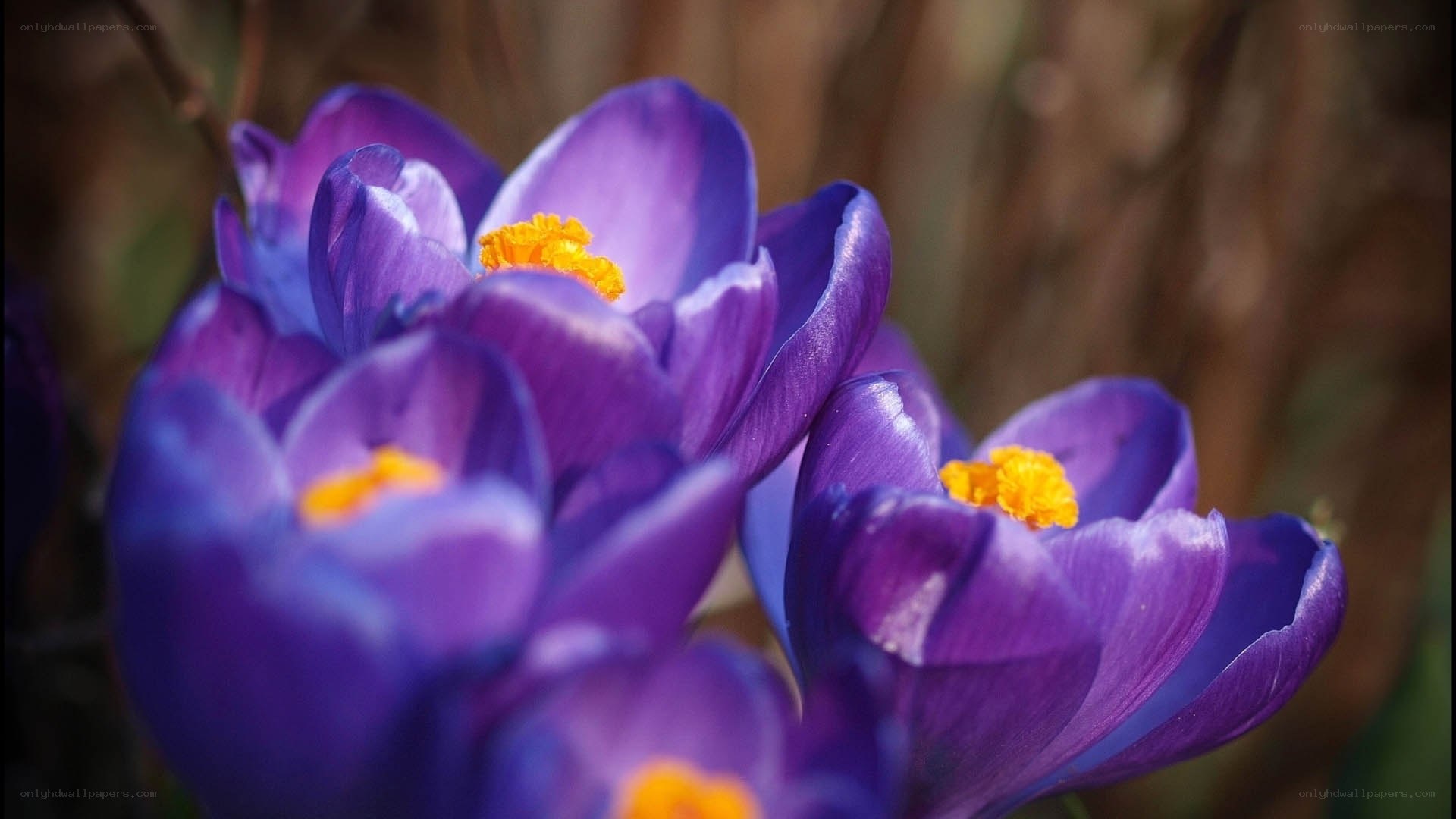 Purple crocuses in bloom