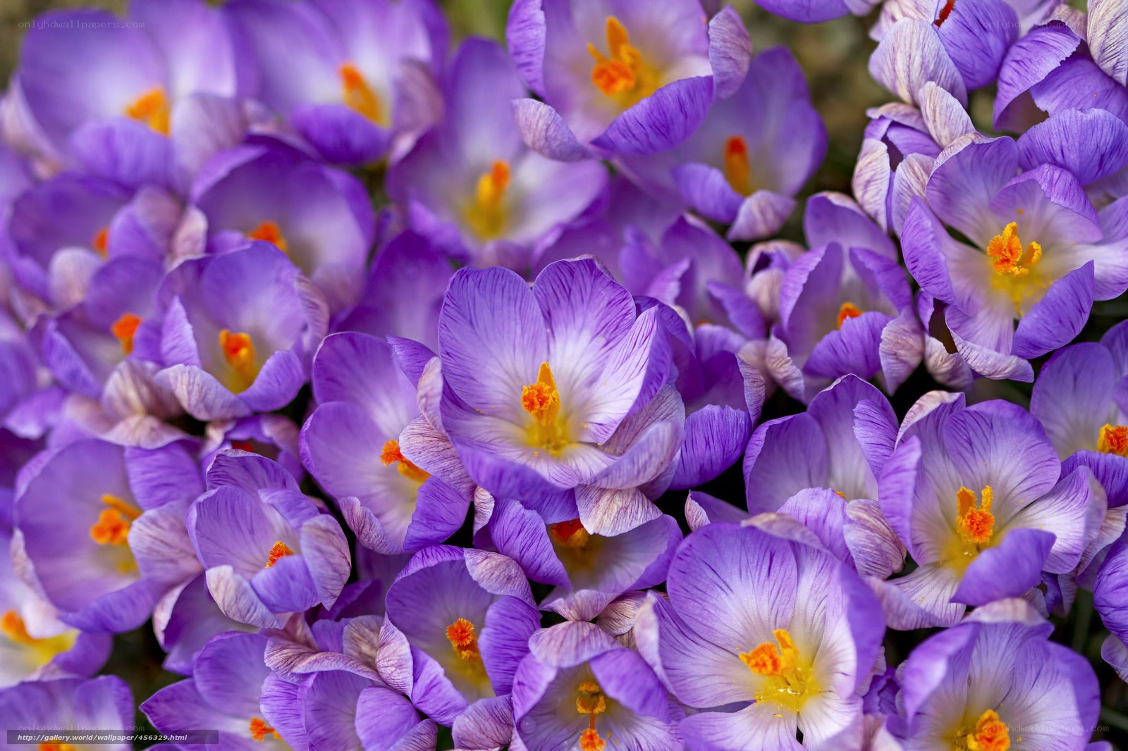 Purple crocuses in bloom