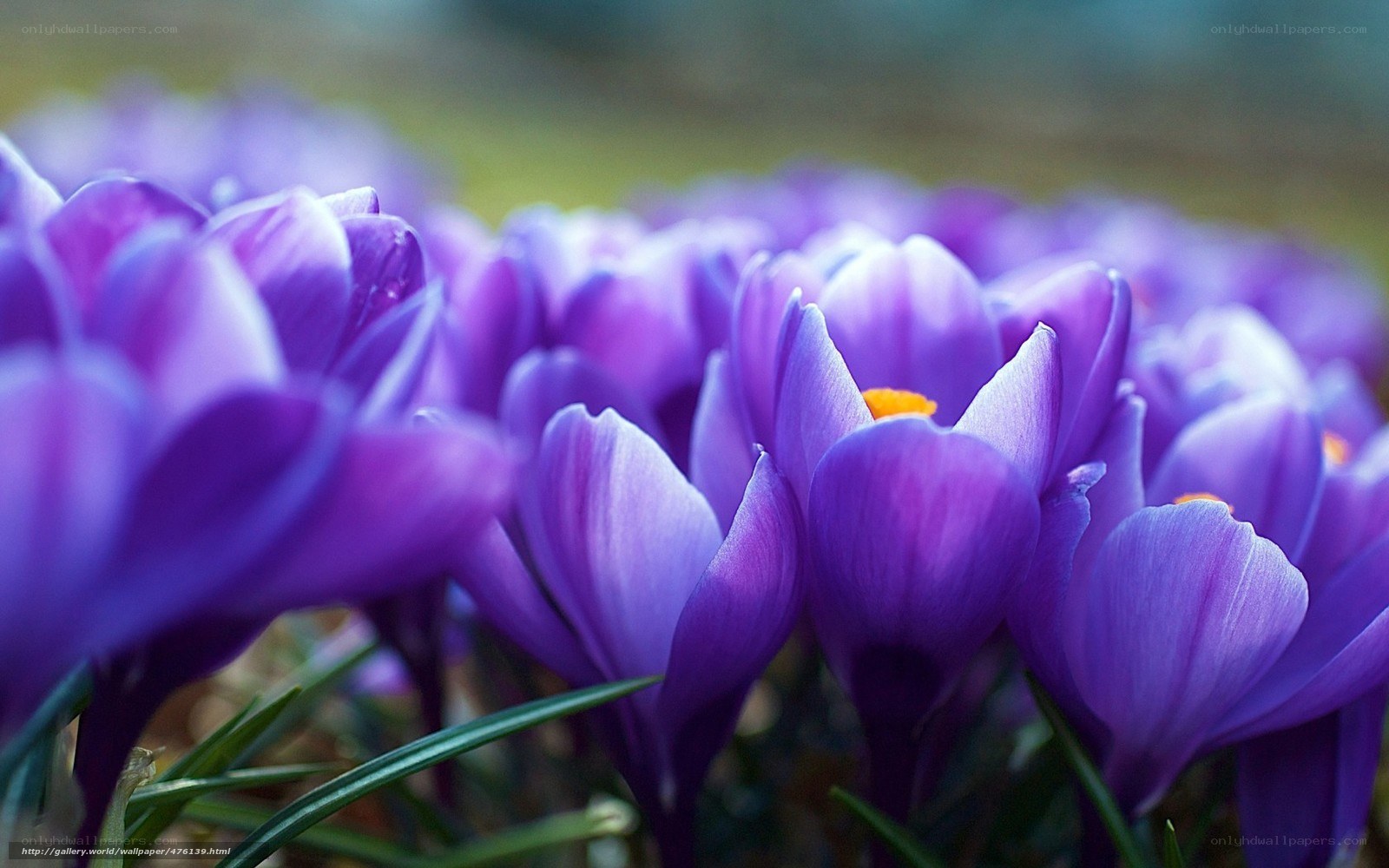 Purple crocuses in bloom