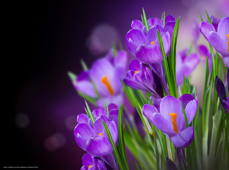 Purple crocuses in bloom