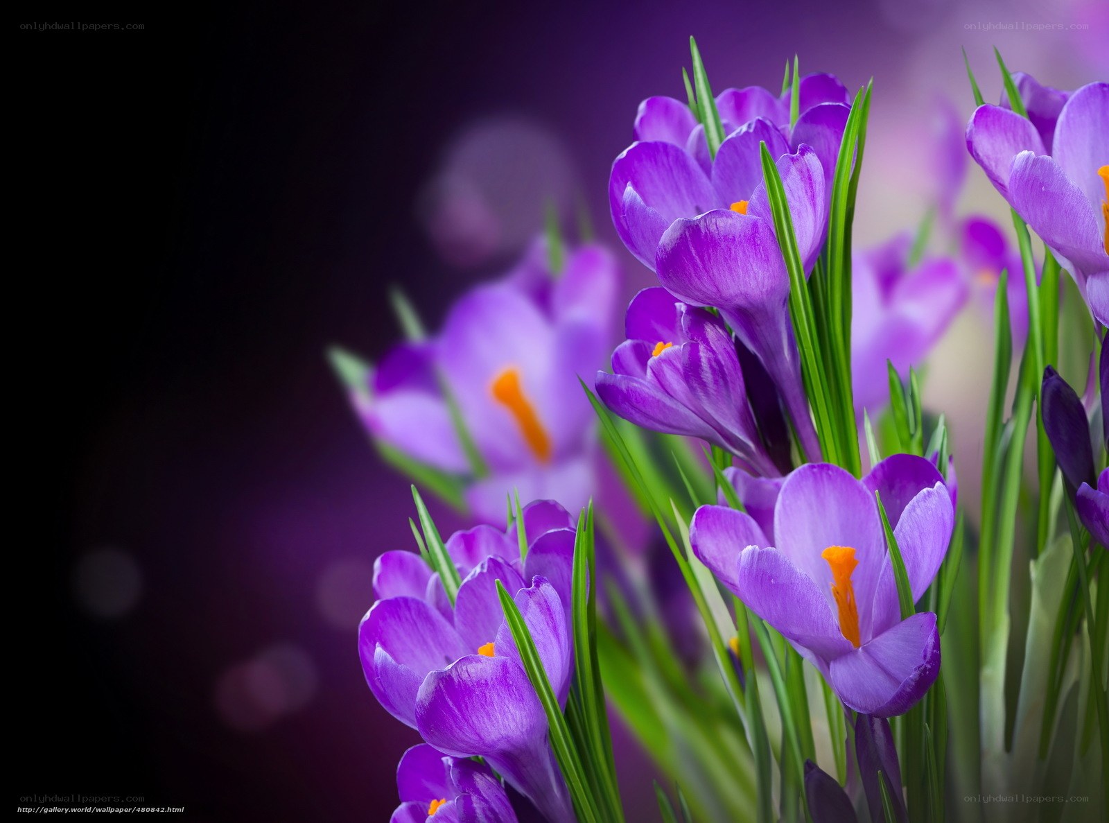 Purple crocuses in bloom