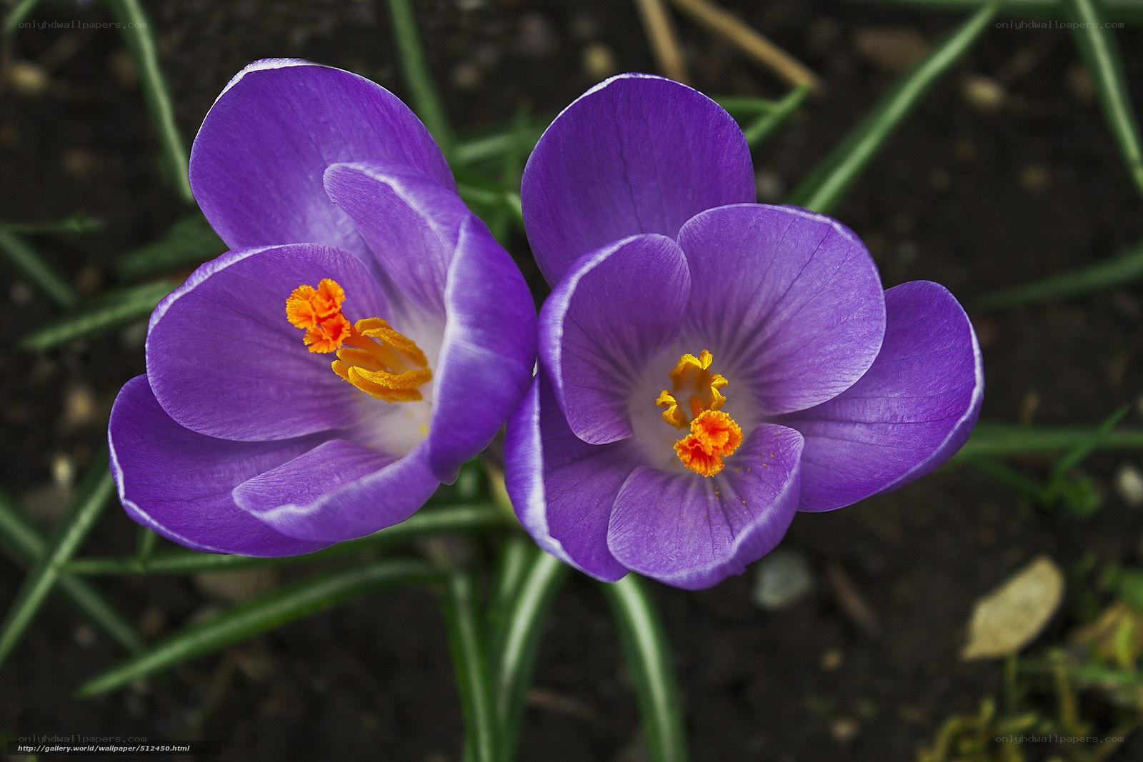 Purple crocuses in bloom