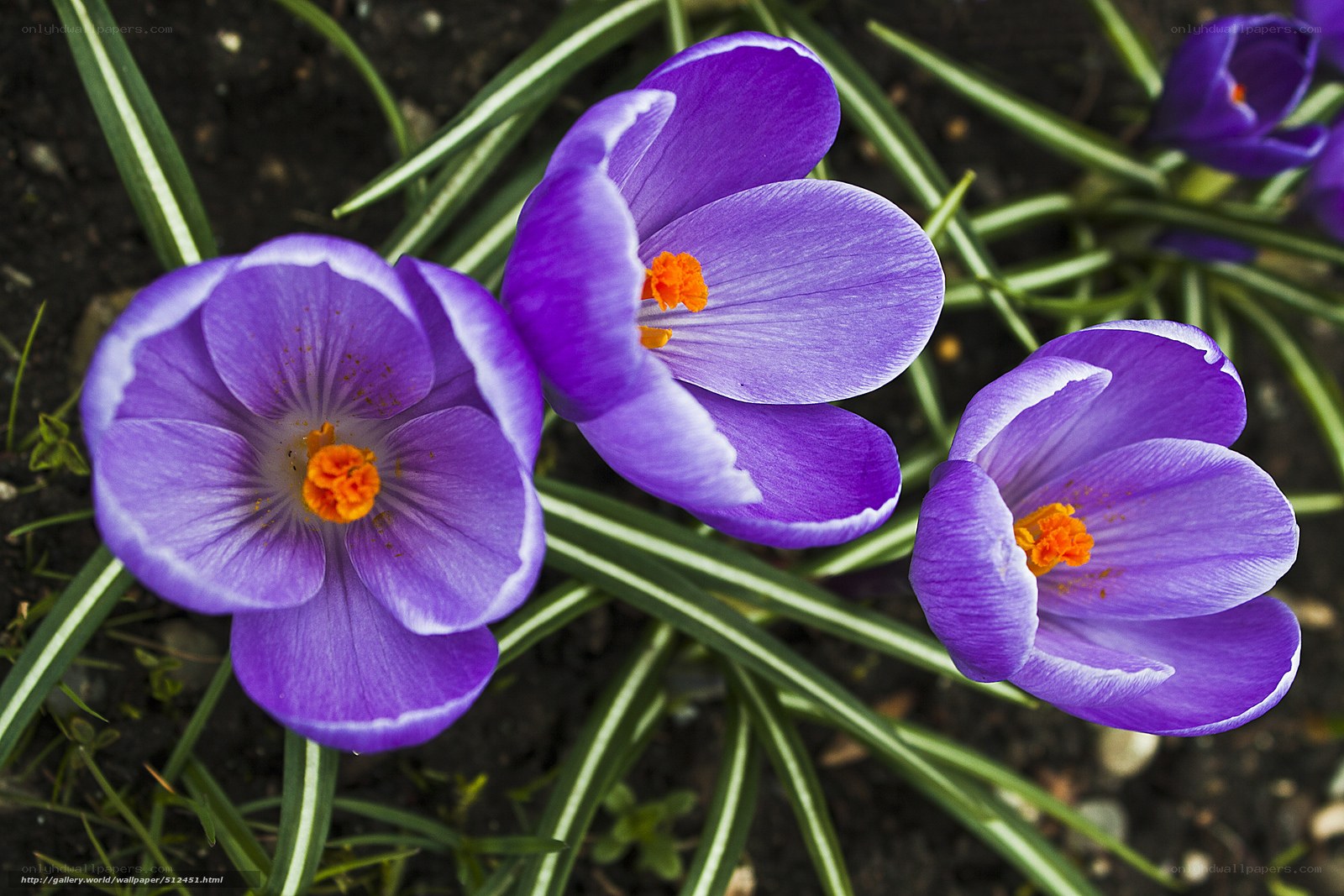 Purple crocuses in bloom