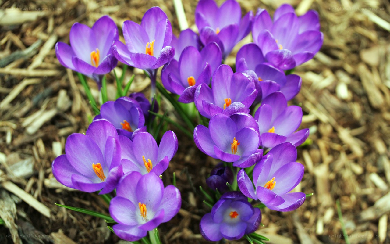 Purple crocuses in bloom