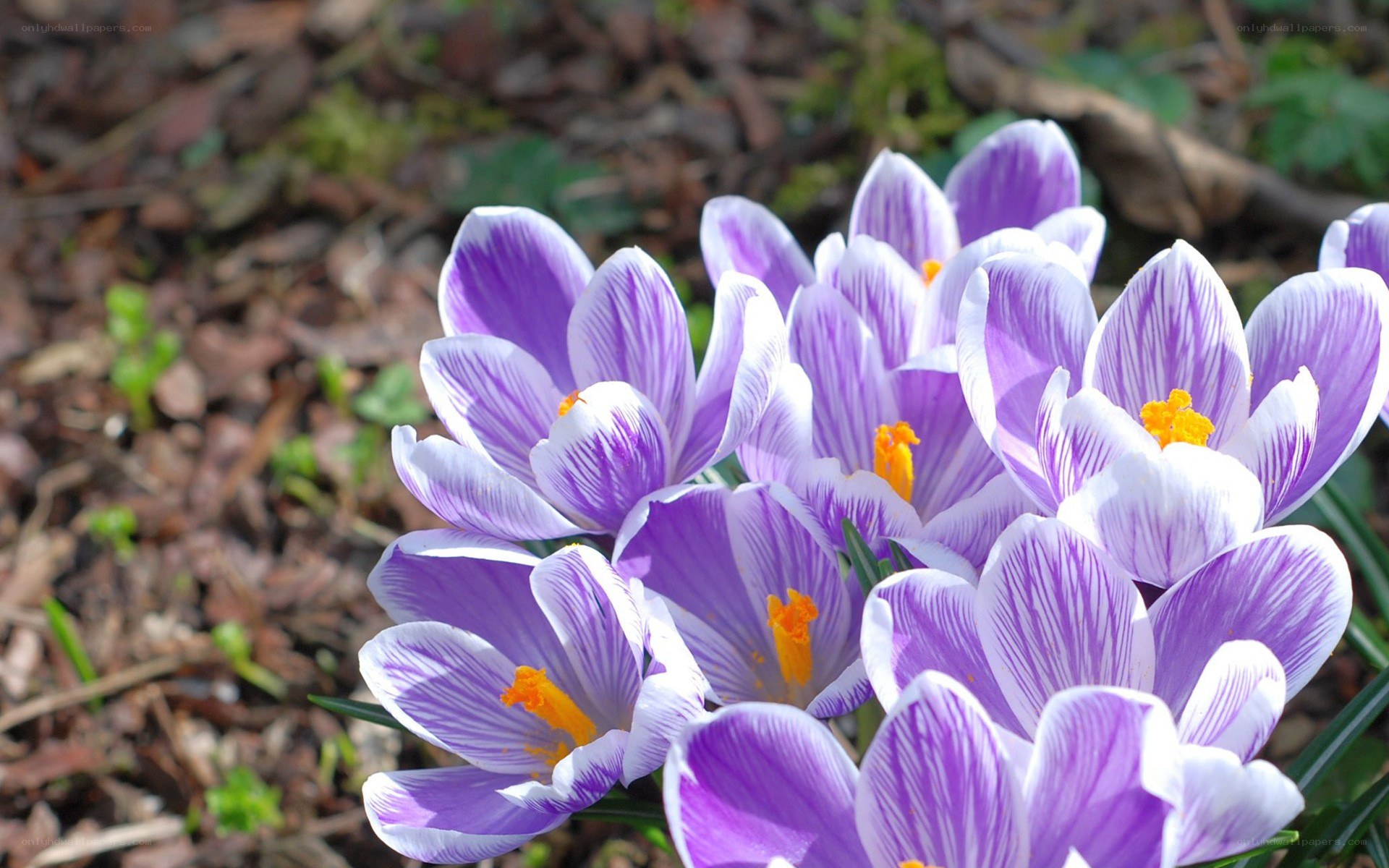 Purple crocuses in bloom