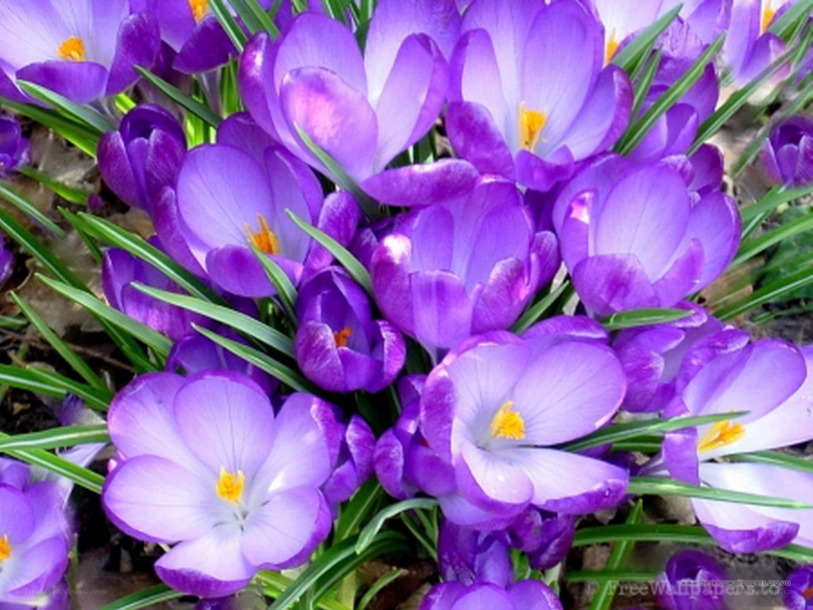 purple crocuses in bloom
