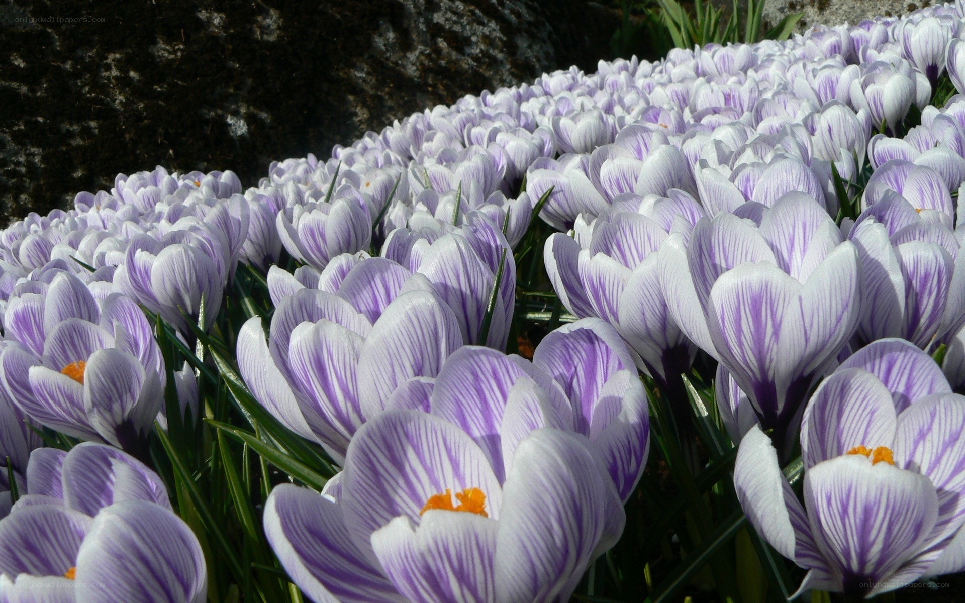 Purple crocuses in bloom
