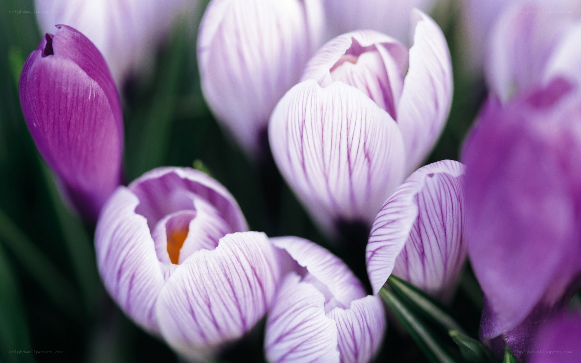 Purple crocuses in bloom