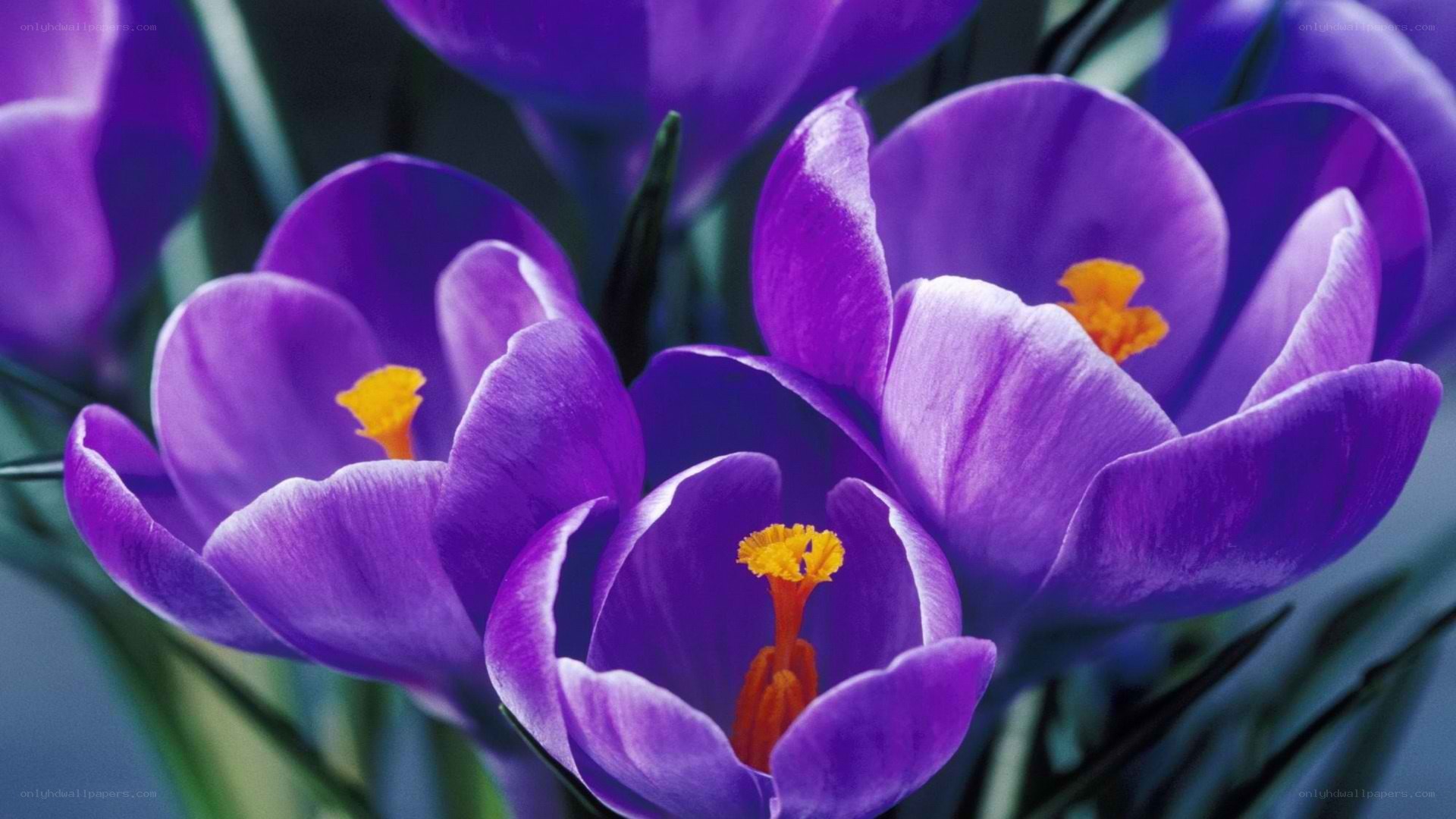 Purple crocuses in bloom