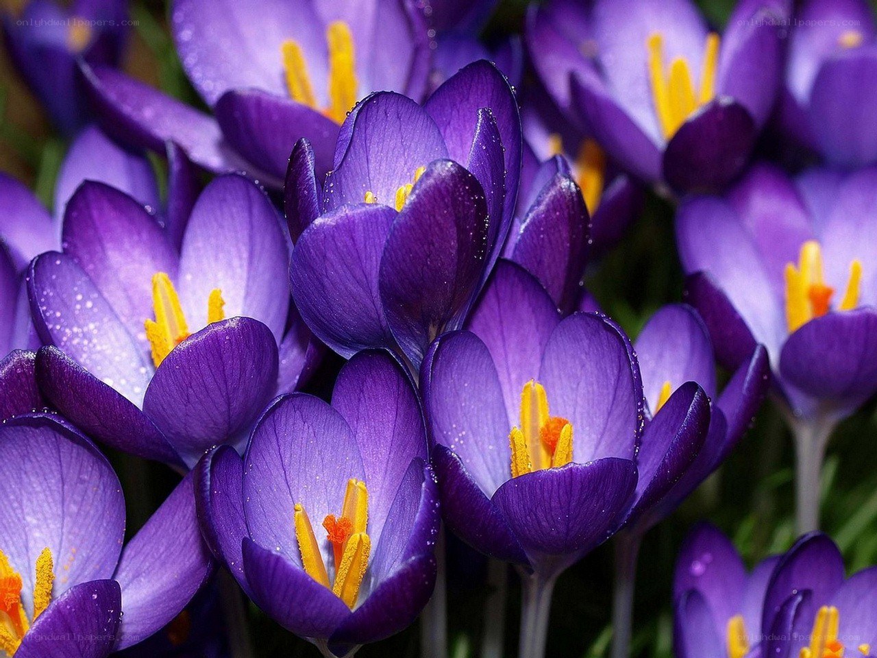 Purple crocuses in bloom