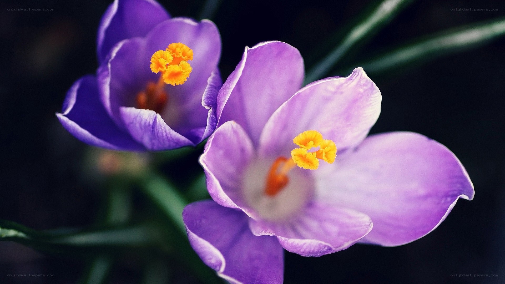 Purple crocuses in bloom