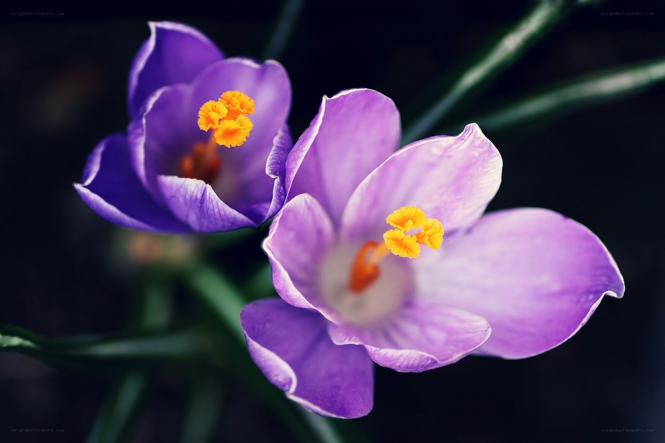 Purple crocuses in bloom