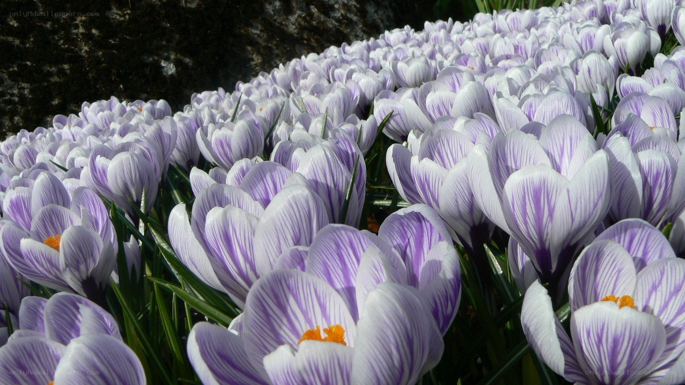 Purple crocuses in bloom