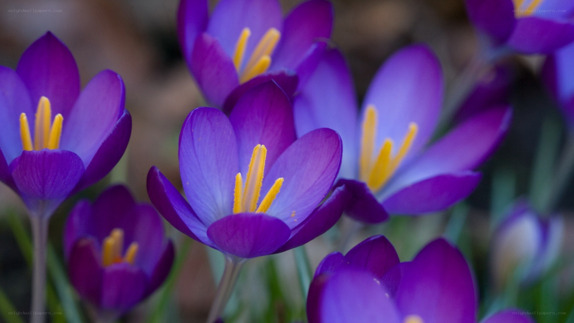 Purple crocuses in bloom