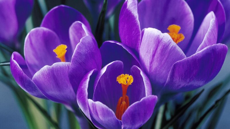 Purple crocuses in bloom