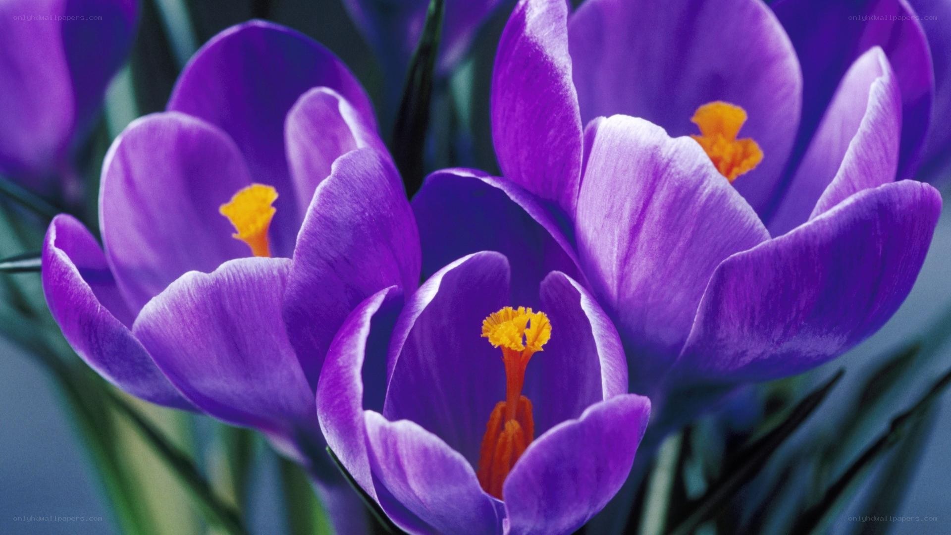 Purple crocuses in bloom