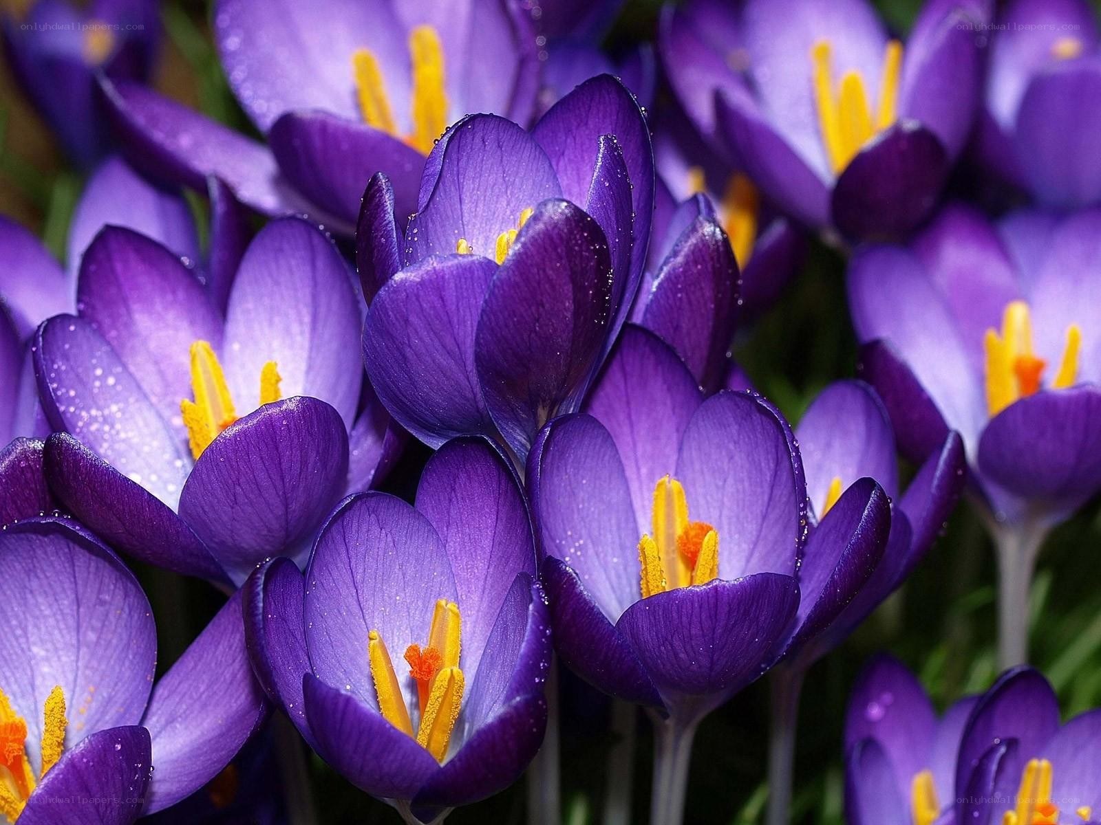 Purple crocuses in bloom