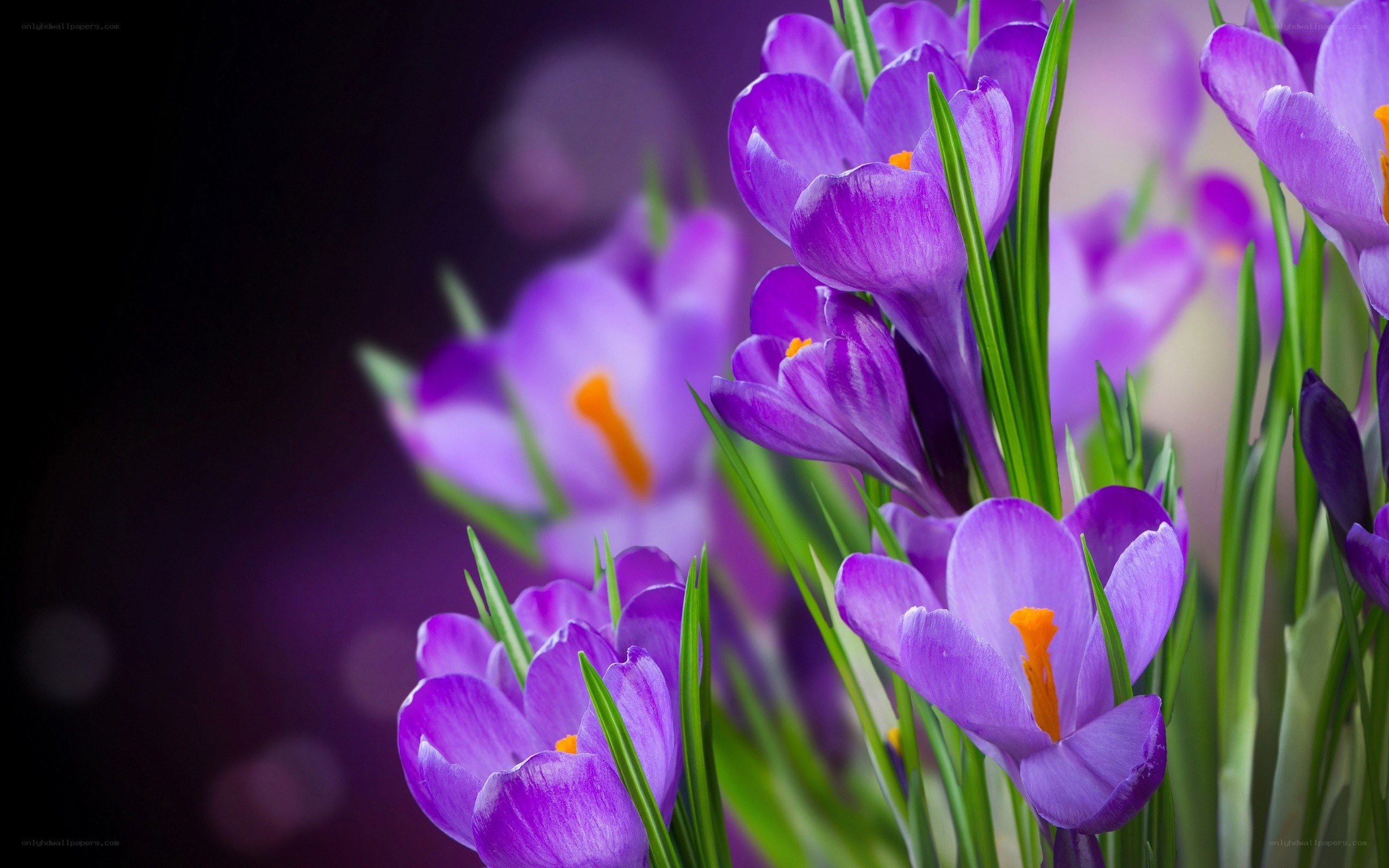 Purple crocuses in bloom
