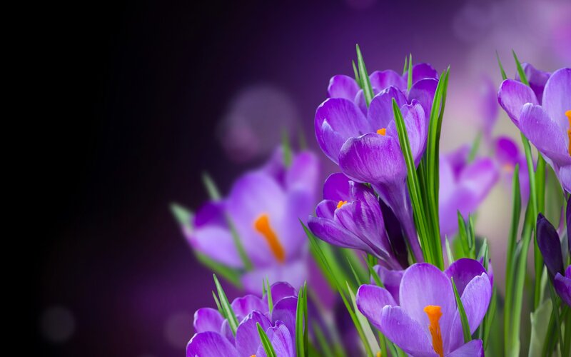 Purple crocuses in bloom