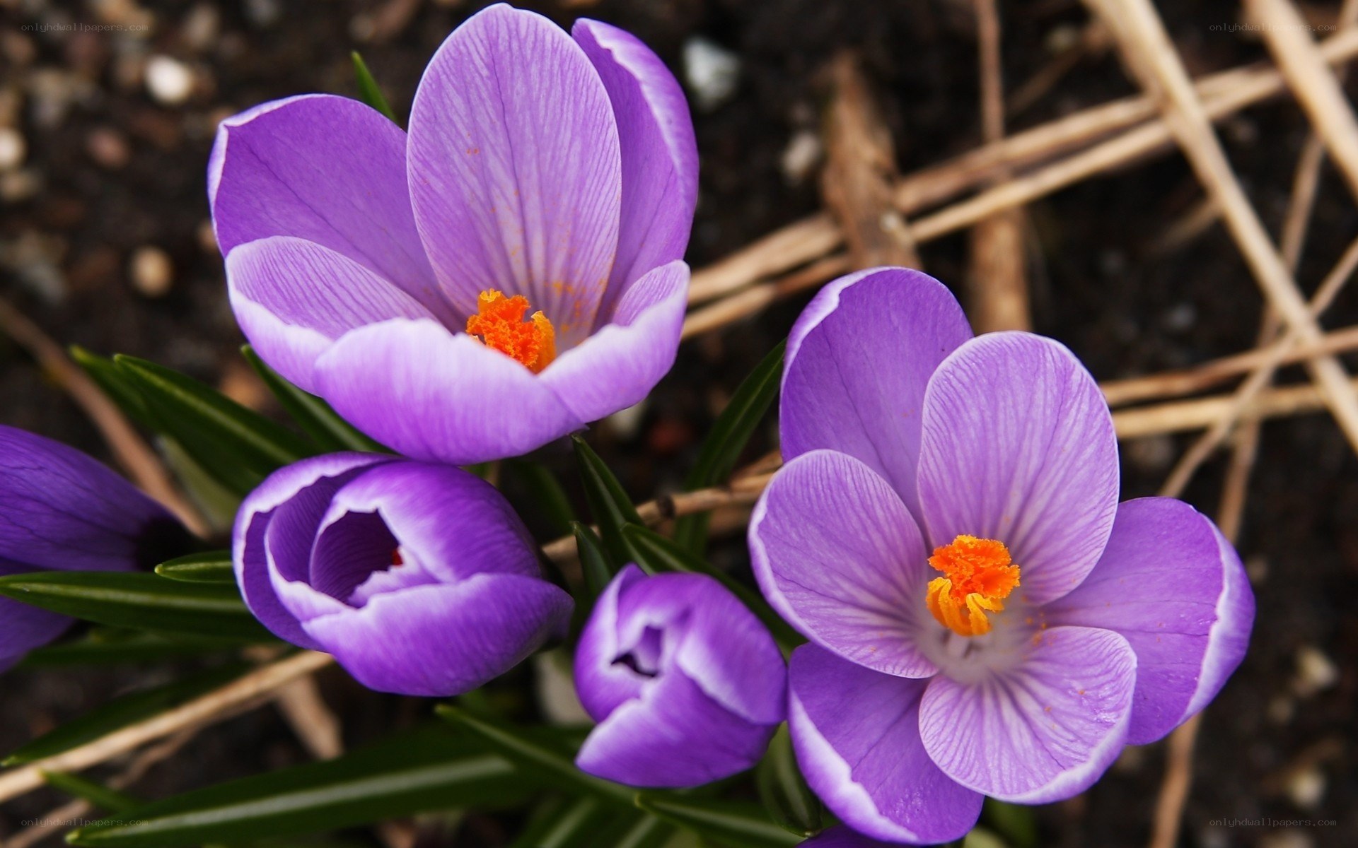 Purple crocuses in bloom
