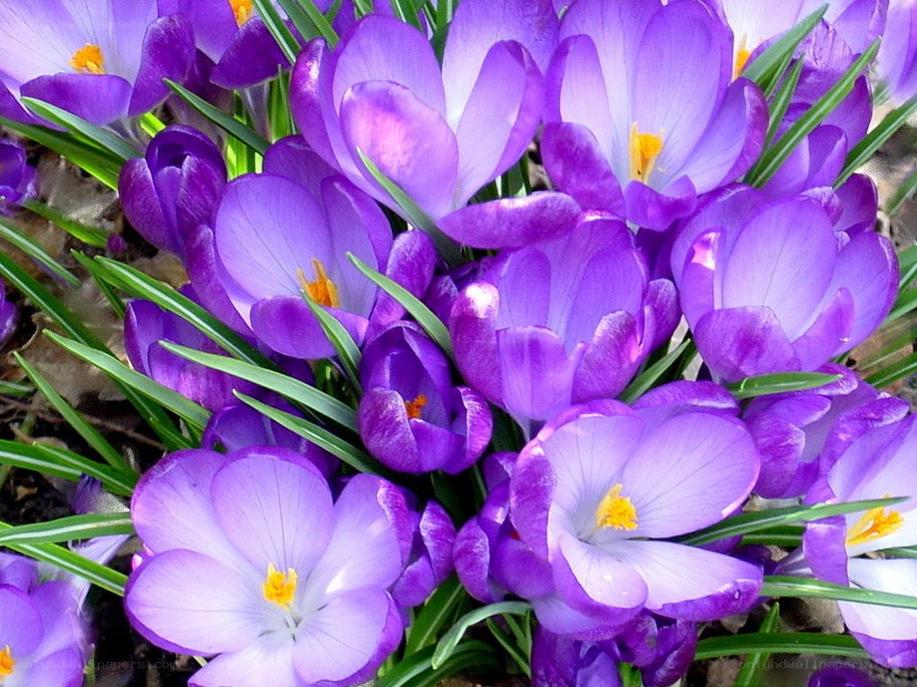 purple crocuses in bloom