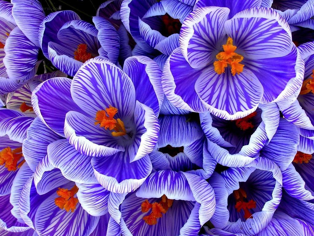 Purple crocuses in bloom