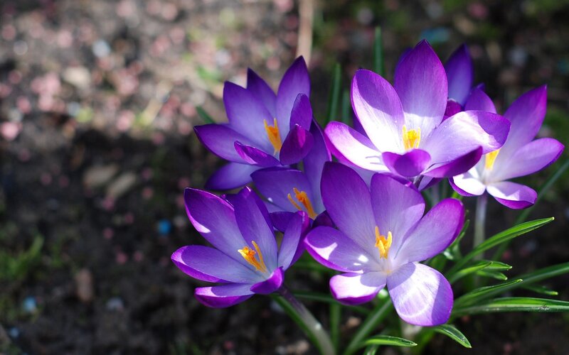 Purple crocuses in bloom