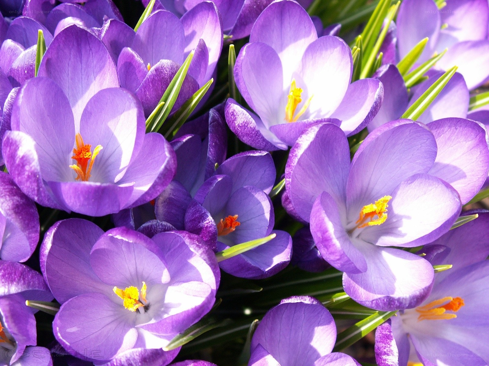 Purple crocuses in bloom