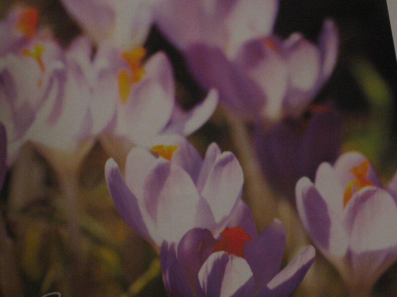 Purple crocuses in bloom