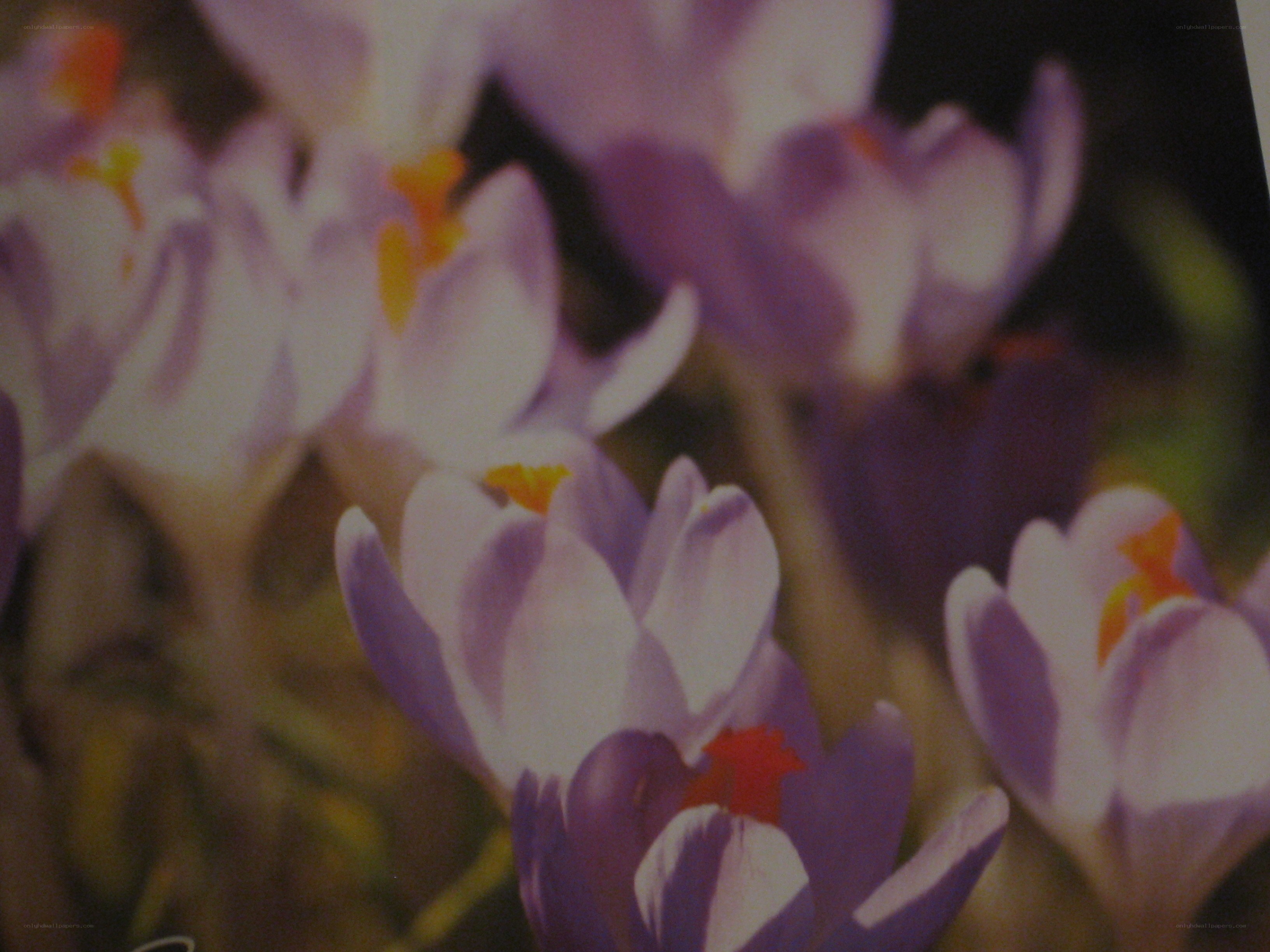 Purple crocuses in bloom
