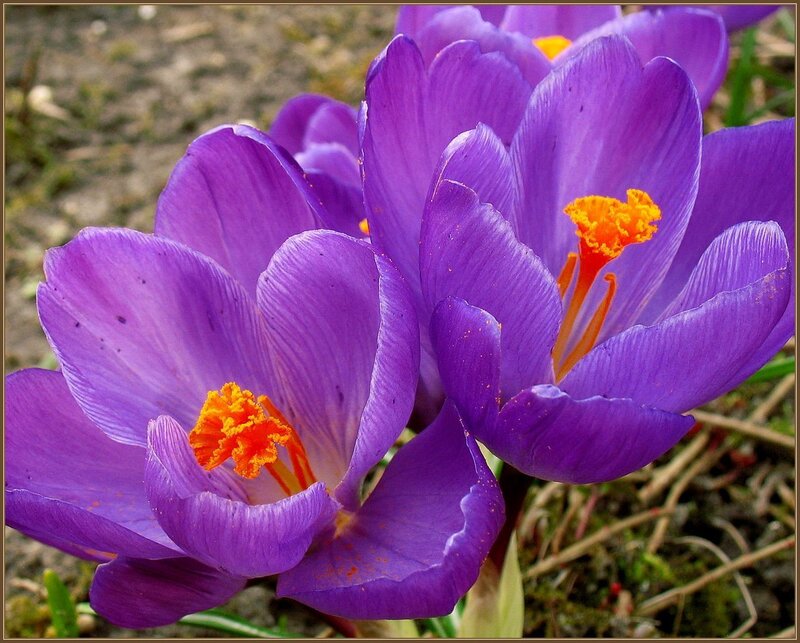 Purple crocuses in bloom