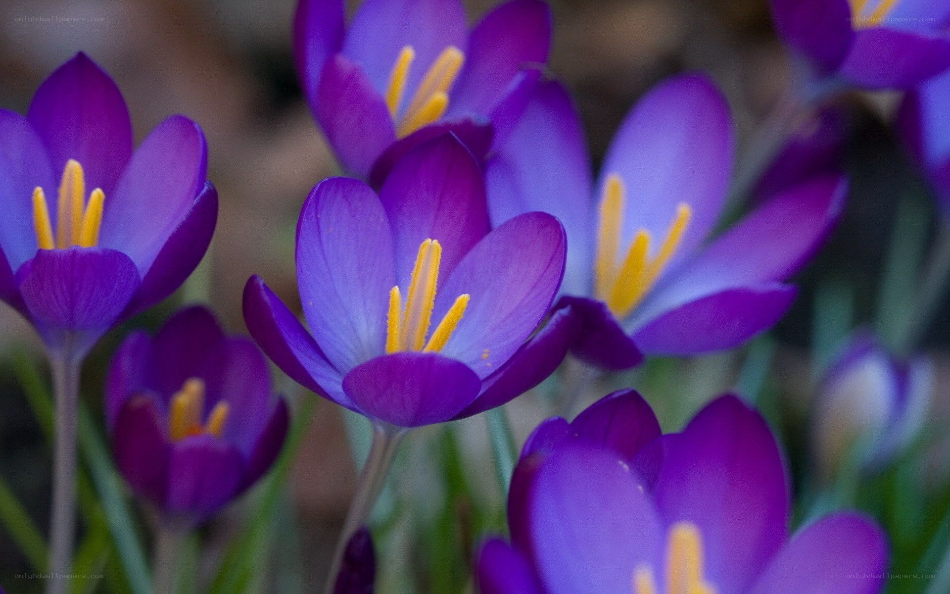 Purple crocuses in bloom