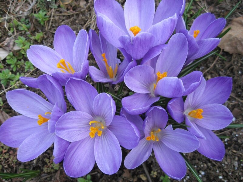 Purple crocuses in bloom