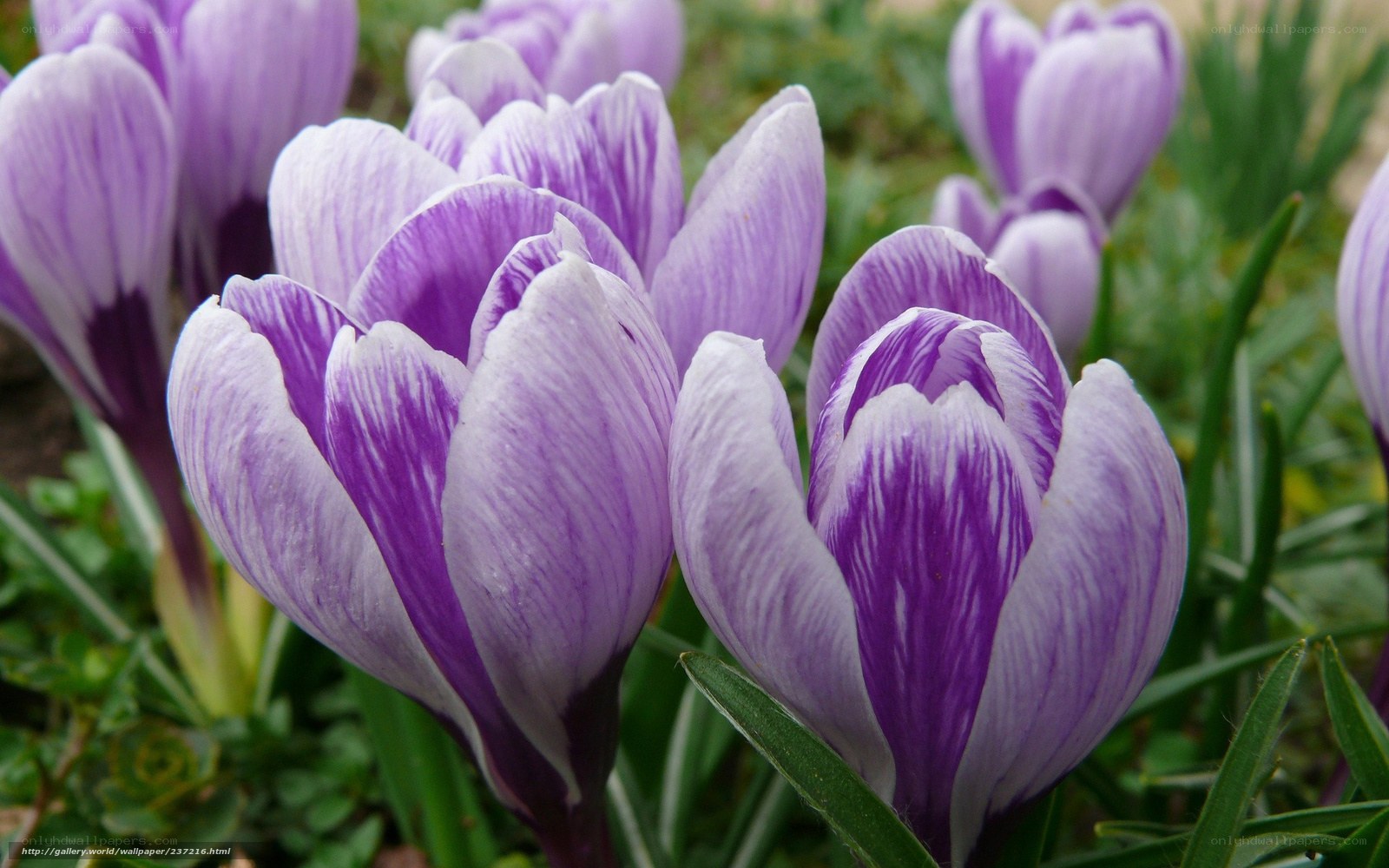 Purple crocuses in bloom
