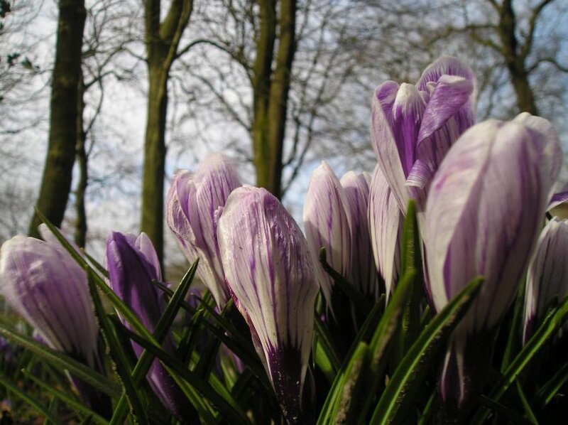 Purple Crocuses in Bloom — Calm
