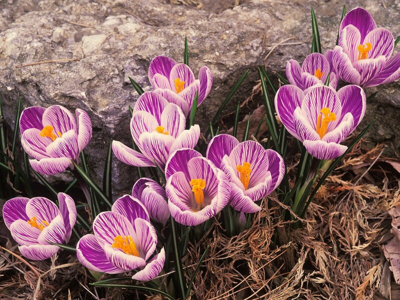 Purple Crocuses in Bloom — Natural, Spring
