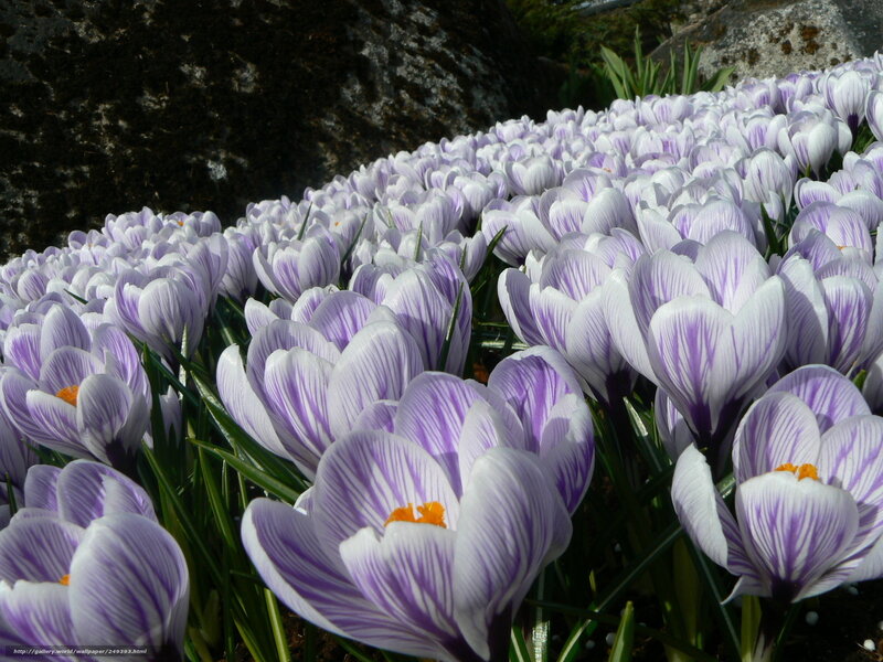 Purple Crocuses in Bloom — Serene, Spring