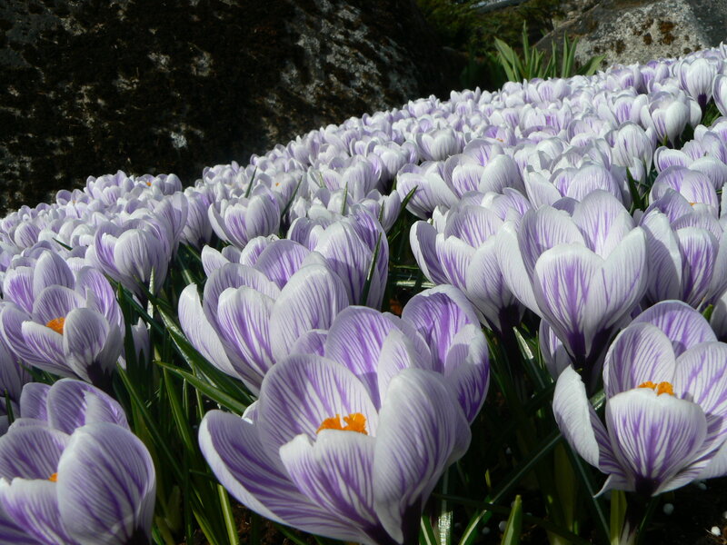 Purple Crocuses in Bloom — Serene